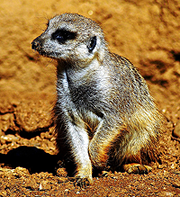 image of Meerkat at the Houston Zoo