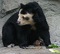 image of spetacled bear at Houston Zoo