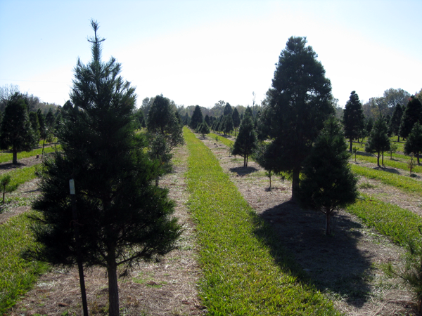 image of Christmas tree farm