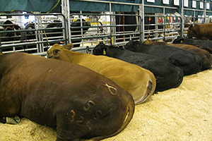 image of cattle