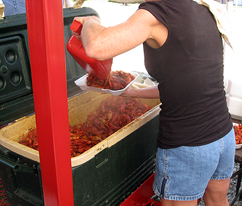 image of crawfish at The Texas Crawfish and Music Festival