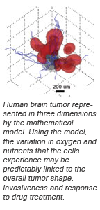 image of Human brain tumor represented in three dimensions by the mathematical model. Using the model, the variation in oxygen and nutrients that the cells experience may be predictably linked to the overall tumor shape, invasiveness and response to drug treatment.
