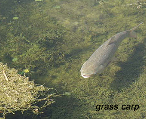 grass carp