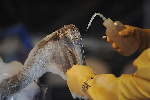 Dr. Erica Miller, a member of the Louisiana State Wildlife Response Team, cleanses a pelican of oil at the Clean Gulf Associates Mobile Wildlife Rehabilitation Station on Ft. Jackson in Plaquemines Parish, La., May 15. The station stood up to provide support for animals that may have been affected as a result of the April 20 explosion on the Mobile Offshore Drilling Unit Deepwater Horizon. 