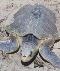Kemps Ridley Turtle endangered turtle