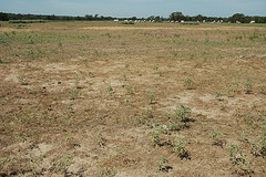 drought pasture