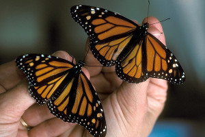 photo of male and female monarch