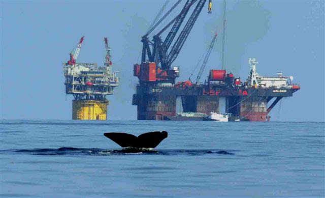 Whale fluke  tail kicks up in front of  oil platform