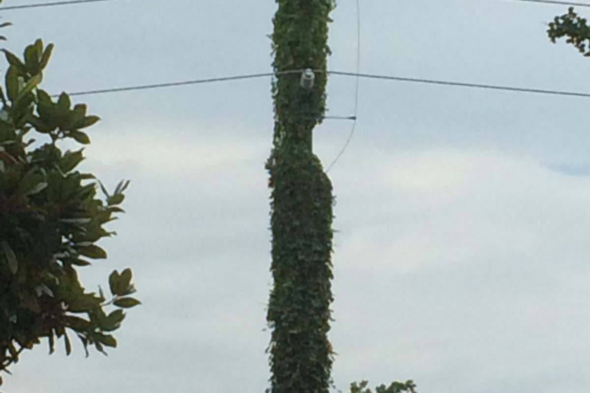 Photo by CenterPoint Energy showing vines on utility pole in Sienna Plantation