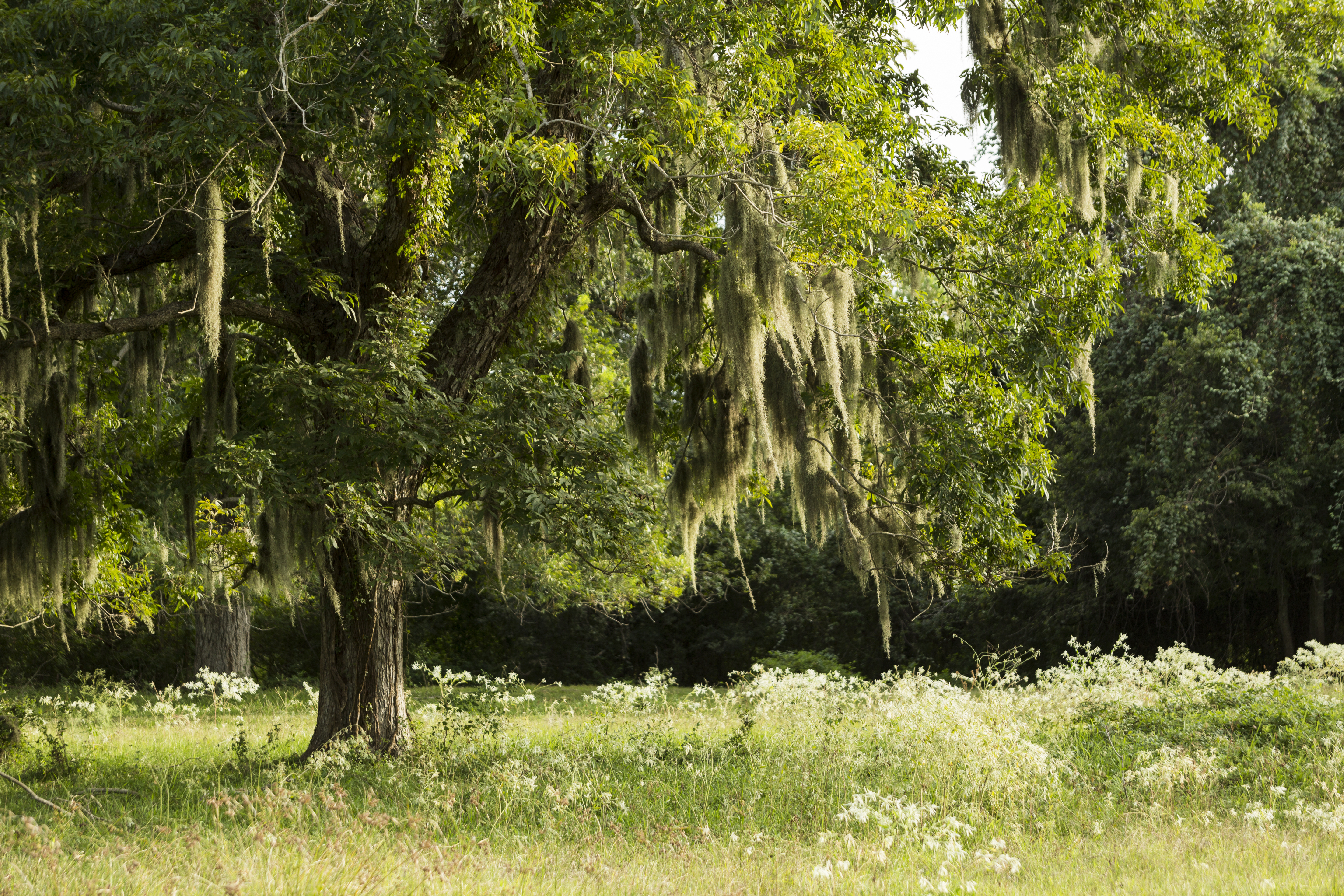 The newly-acquired acreage is part of the Columbia Bottomlands Project