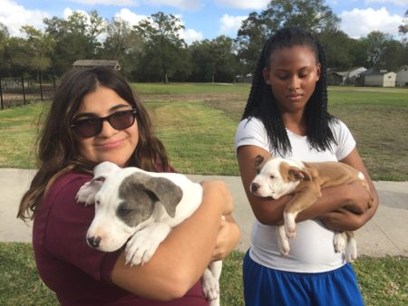 Students Grecia Yraheta and Treveyona Kennedy learn how to take care of 3-month old pitbulls in an elective at Furr High School.
