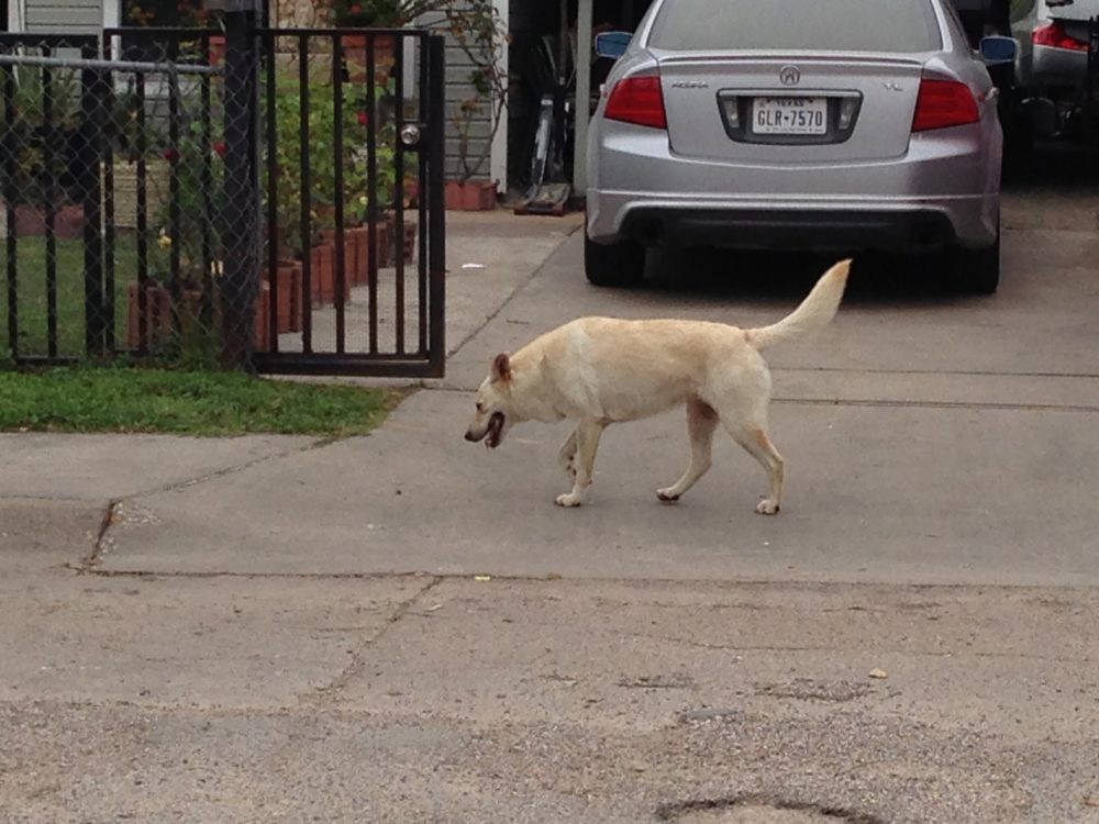 Stray dogs are relatively prevalent in some neighborhoods of north Pasadena.