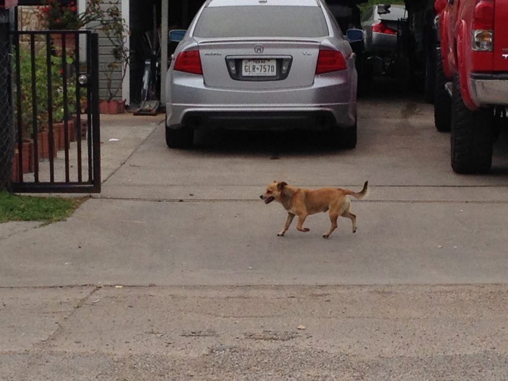 Stray dogs are relatively prevalent in some neighborhoods of north Pasadena.