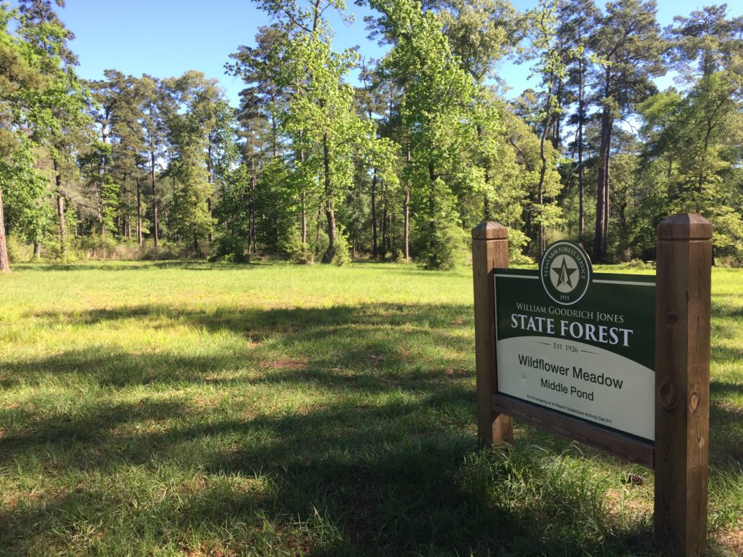 Jones State Forest, north of the Woodlands, is used by the Texas A&M Forest Service for forestry research and demonstrations. It's also a popular outdoor recreation spot for locals.