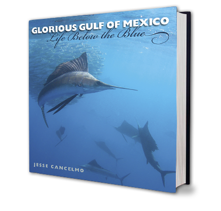 Glorious Gulf of Mexico - Book Cover