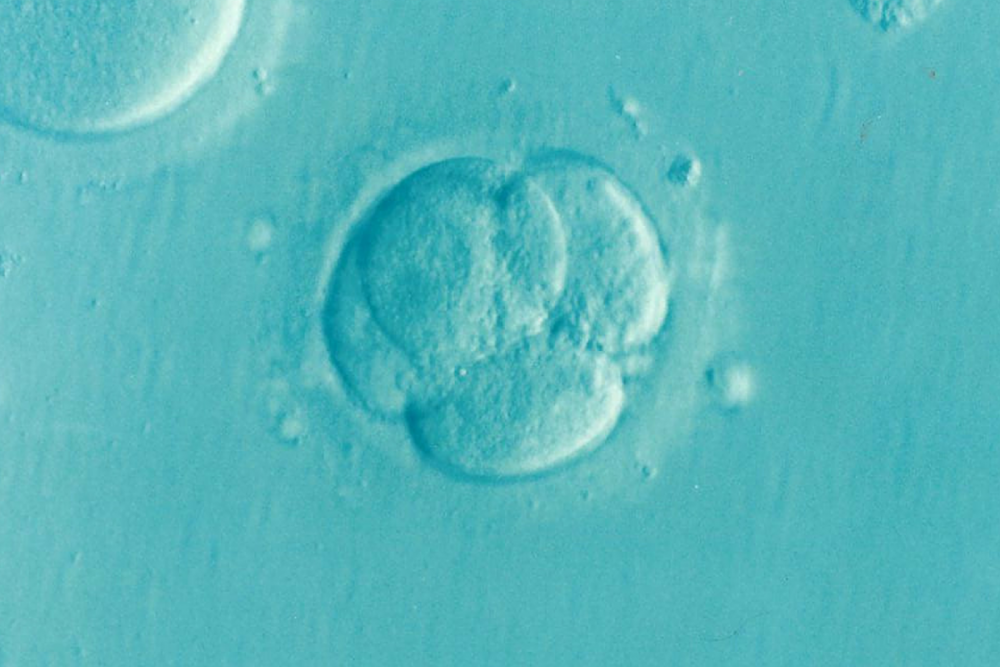 Embryo - Pixabay