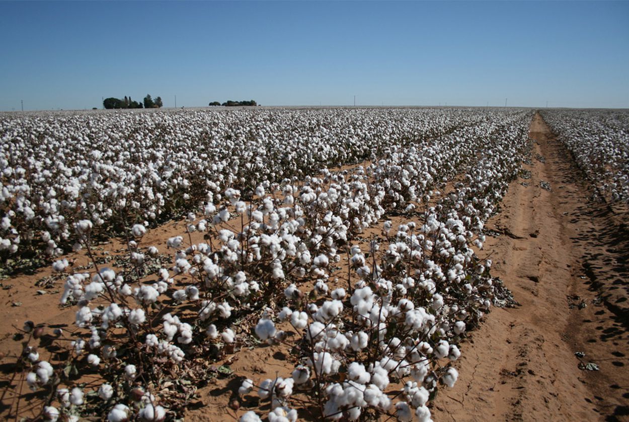 Cotton fields ready for harvest, Highway 87, south of Lubbock, Texas.  
