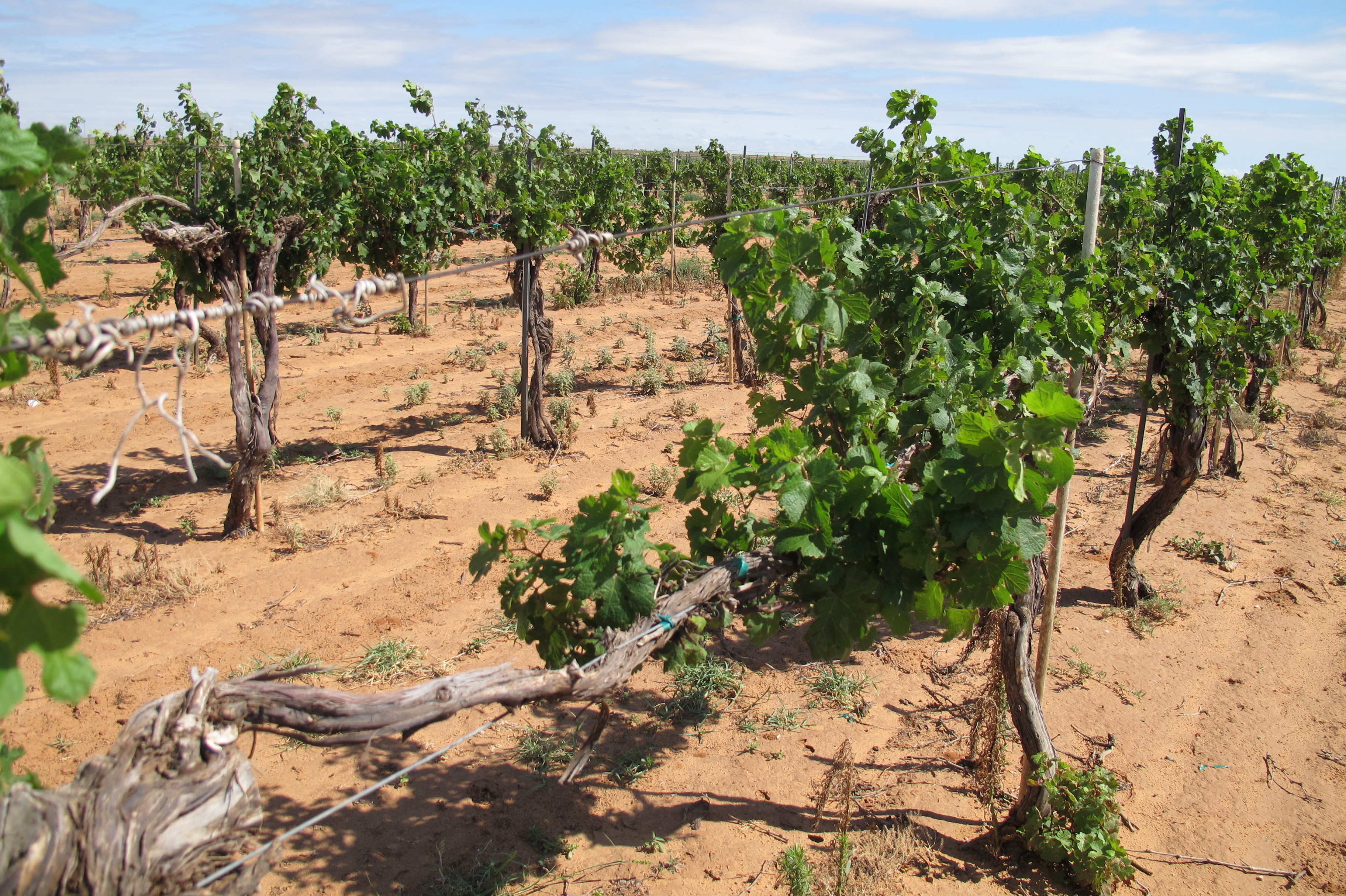 The vines at Pheasant Ridge Winery near Lubbock, Texas, were devastated by drift from the herbicide 2,4-D in 2016.
