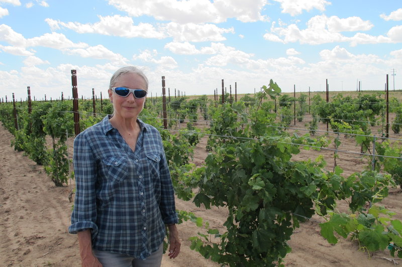 Andis Applewhite's vineyard near Lockney, Texas, has been hit multiple times by herbicide drift.
