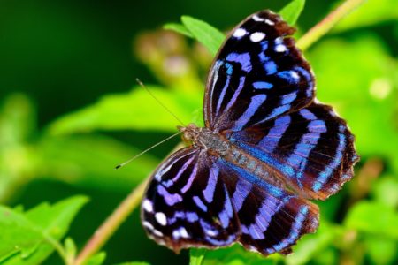Mexican Bluewing Butterfly - Wikipedia