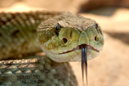 venomous snake pixabay