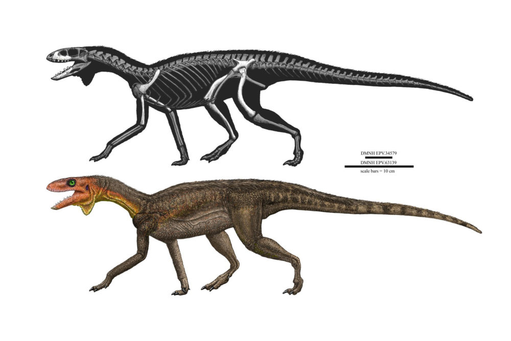 New Dinosaur Species Kwanasaurus williamparkeri