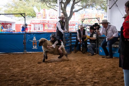 Houston Rodeo Mutton Busting