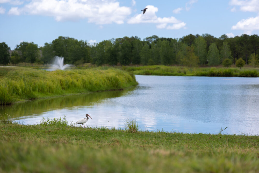 One of the five retention ponds at Exploration Green in Clear Lake.