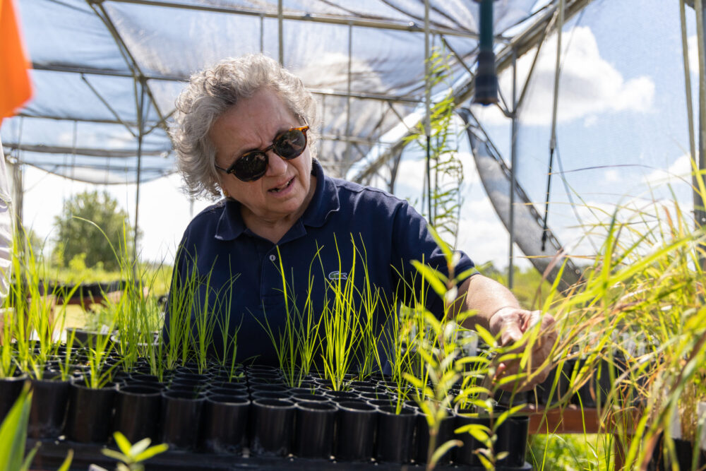 Mary Anne Piacentini, President of the Coastal Prairie Conservancy, looks at seedlings in their Native Seed Nursery at the Indiangrass Preserve in Waller County.