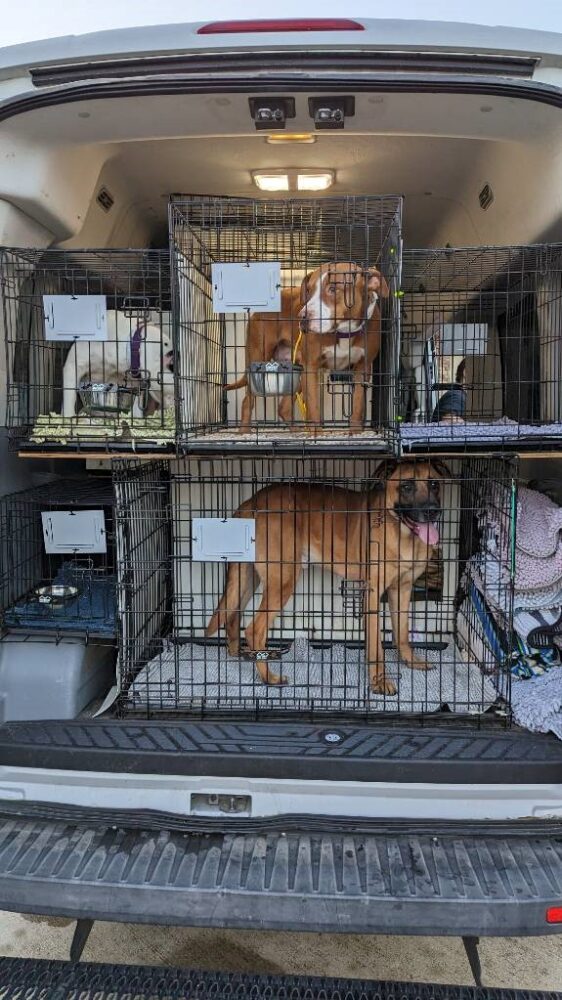 Pasadena Animal Shelter Displaced Dogs